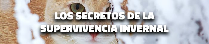 Blog-supervivencia-banner