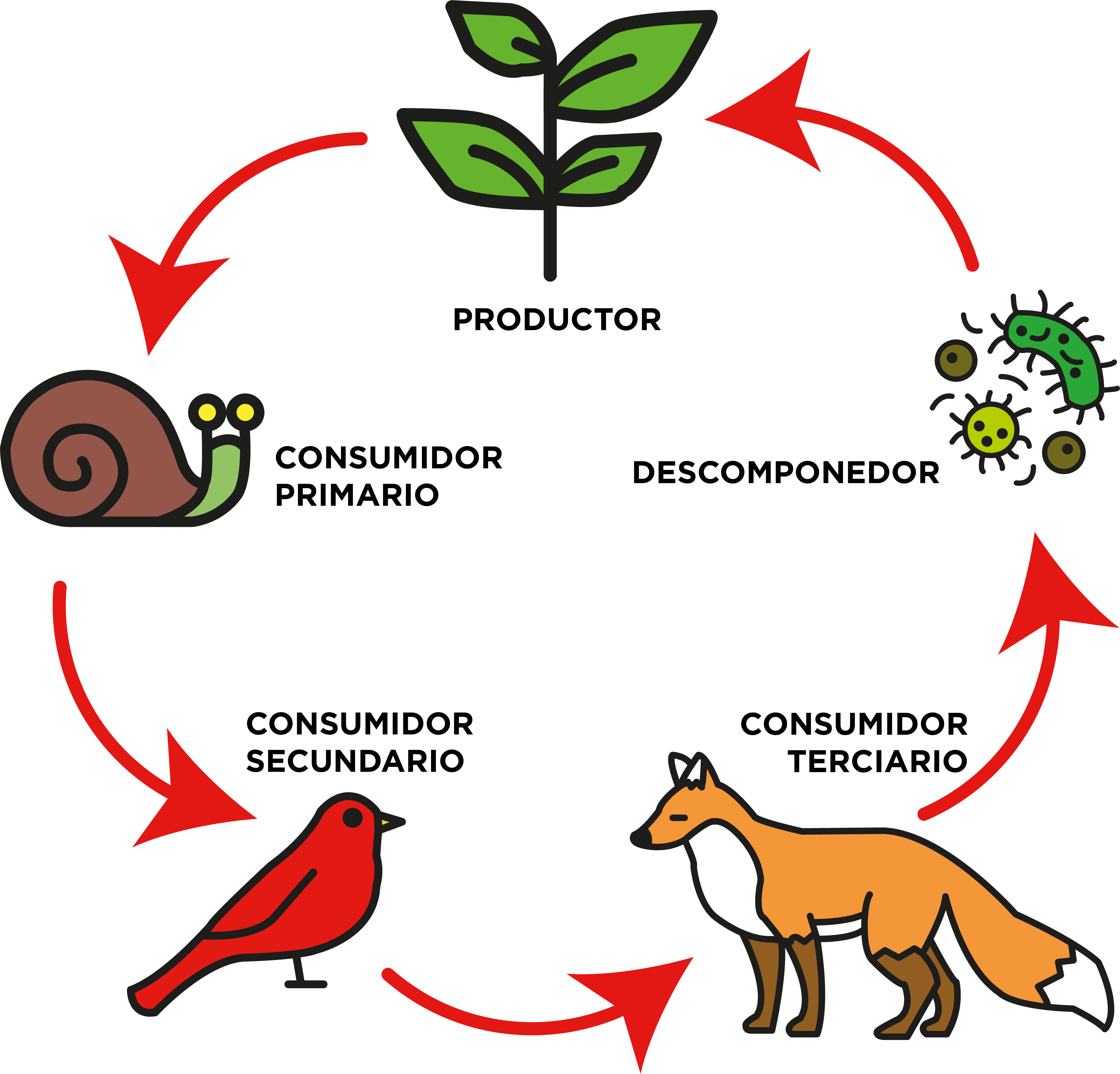 Cadena Alimenticia