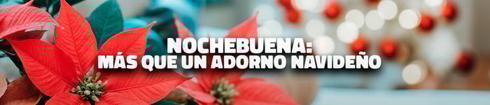 nochebuena
