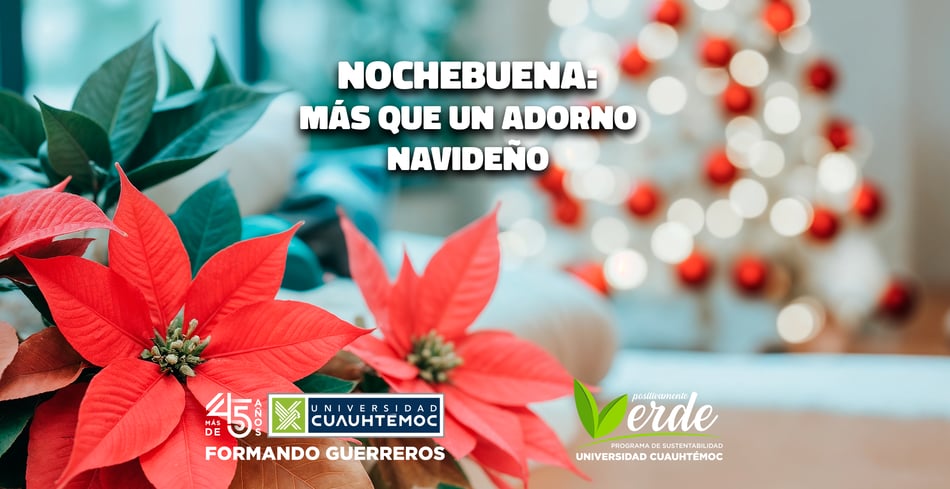 Nochebuena: Más que un adorno navideño