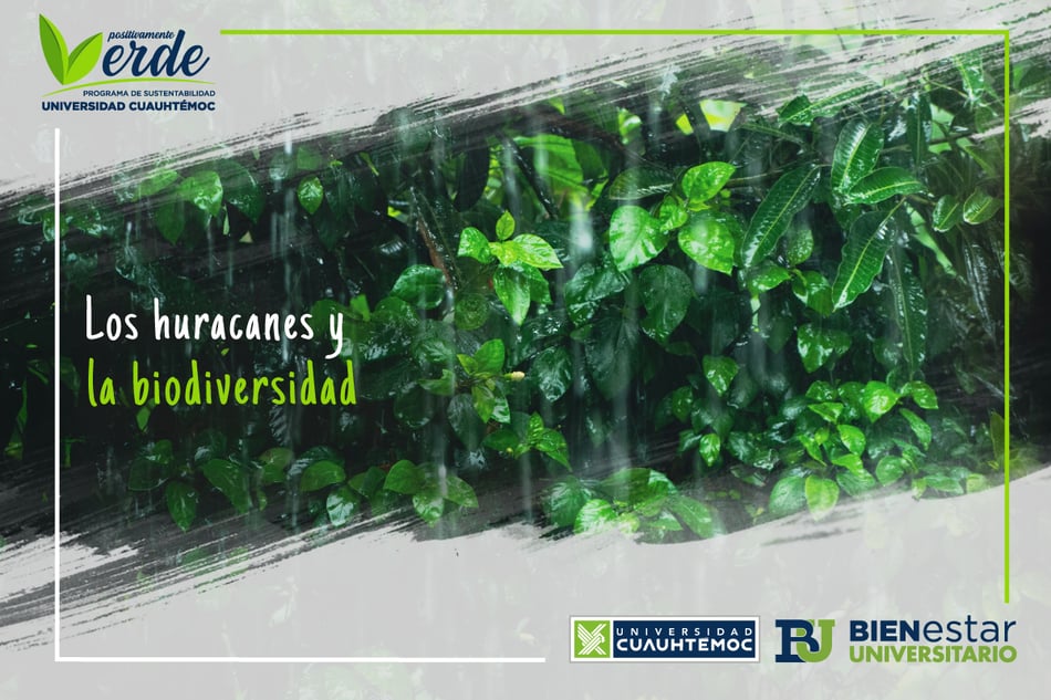 Los huracanes y la biodiversidad