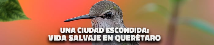 vida queretaro