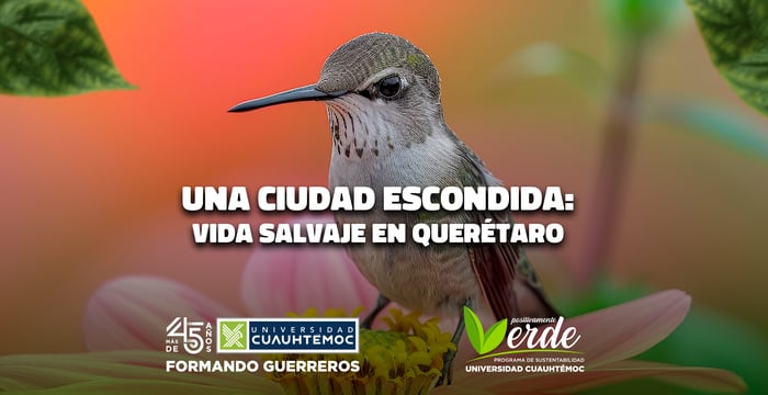 vida queretaro