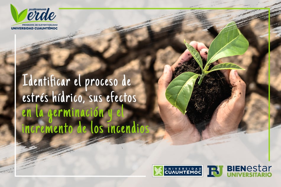 Estrés hídrico, sequías e incendios y sus efectos en la naturaleza