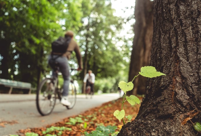 planta-que-crece-en-la-corteza-del-arbol