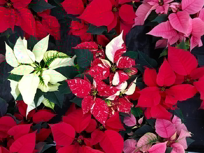 primer-plano-de-la-planta-roja