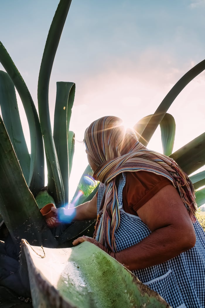 raspando-maguey-para-hidromiel-y-pulque